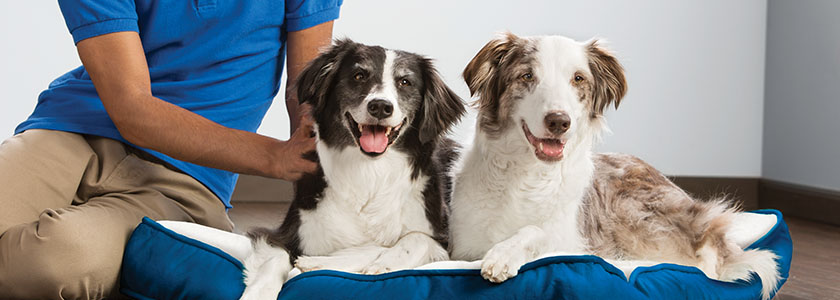 Pet Hotel Associate Pay: Ensuring Happy Employees and Contented Pets