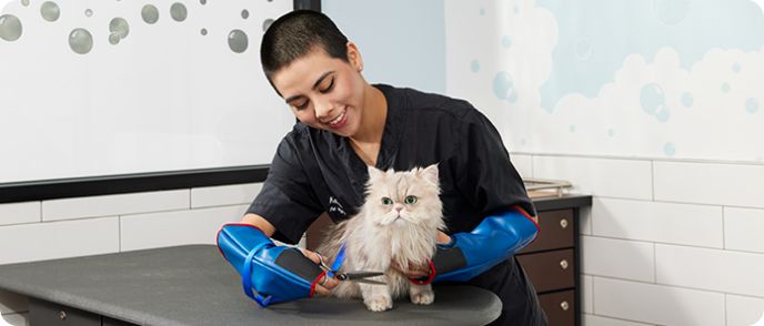 Petsmart grooming 2025 flea bath