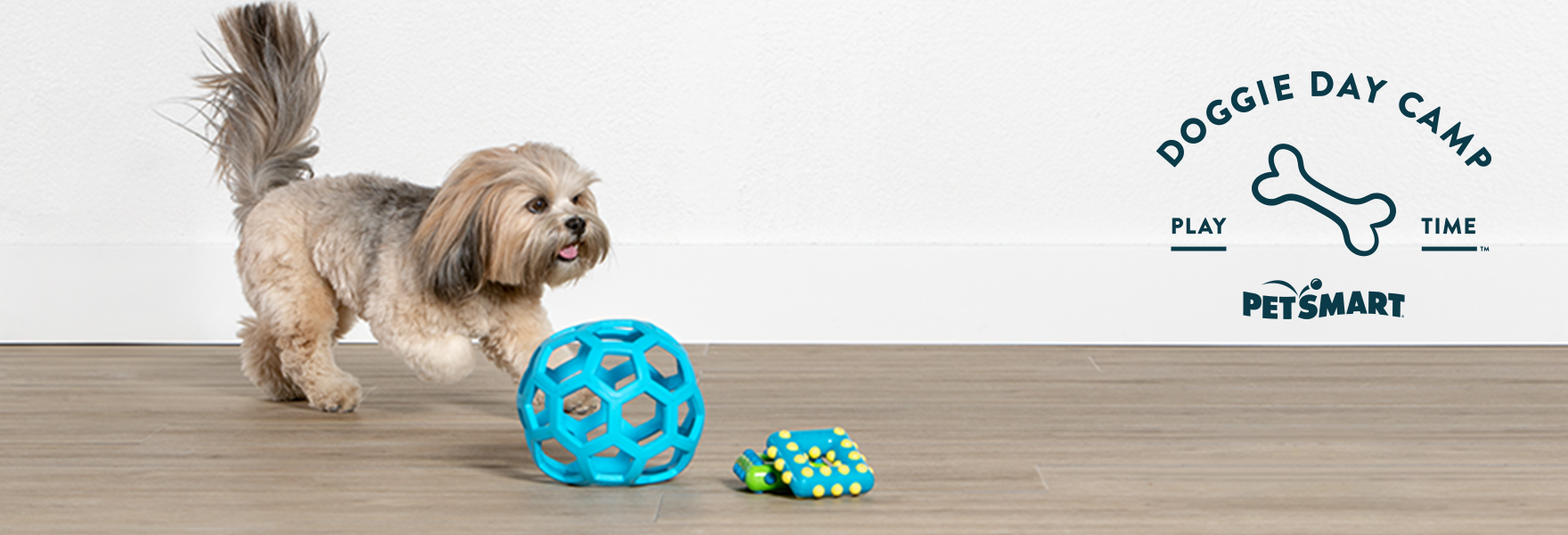 Doggie Day Camp Dog Care More Petsmart Dog Play With Toys