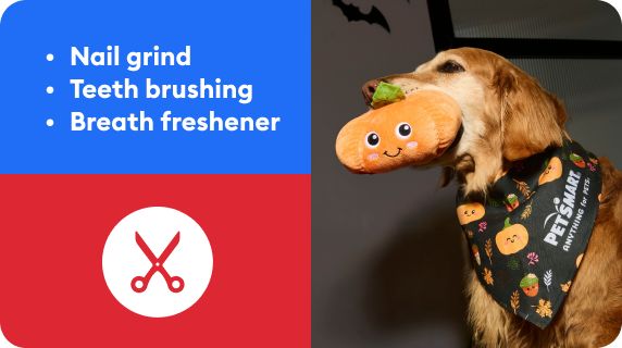 How Much Does It Cost to Groom a Dog: Ultimate Price Guide 2025