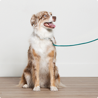 Virtual Dog Training  PetSmart Pet Services