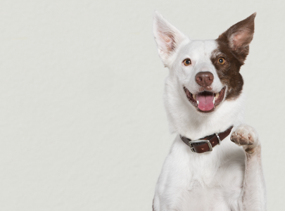 Dog With Paw Lifted Ready For Training