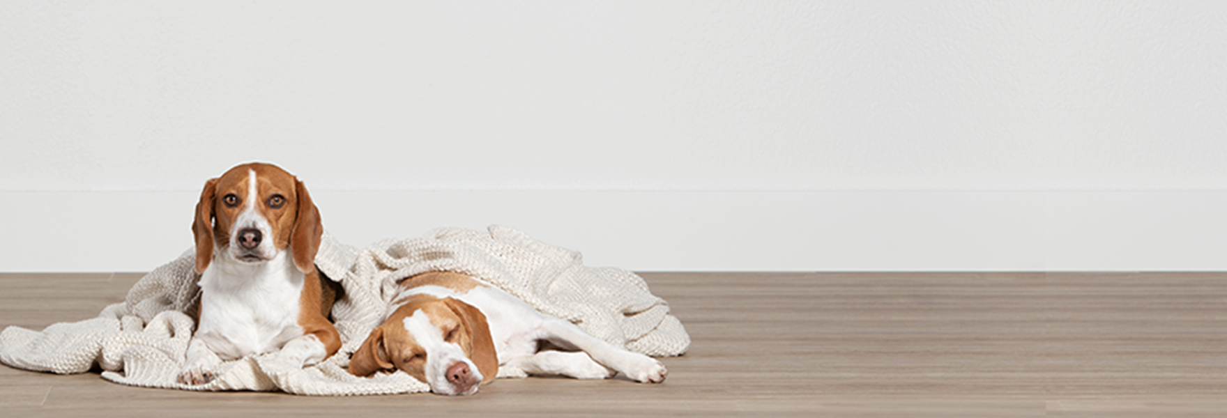 Petsmart Services Get Ready For Petshotel