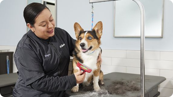 The Best Grooming Services for Your Dog s Coat Type PetSmart