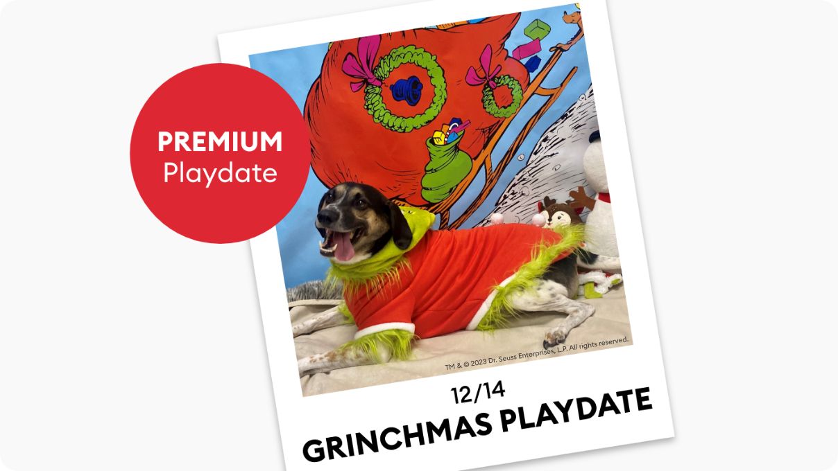 Doggie Day Camp Dog Day Care & more PetSmart