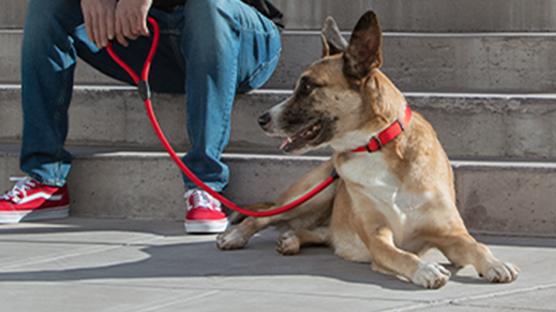 WEB-1373009-June22_C-CAT3-4_TRN-GTC-TherapyDog_DT.png