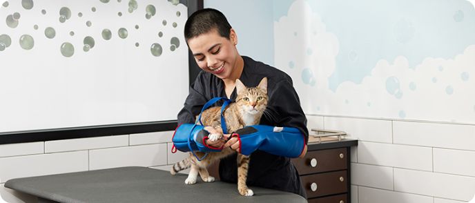 Petsmart cat shop grooming near me