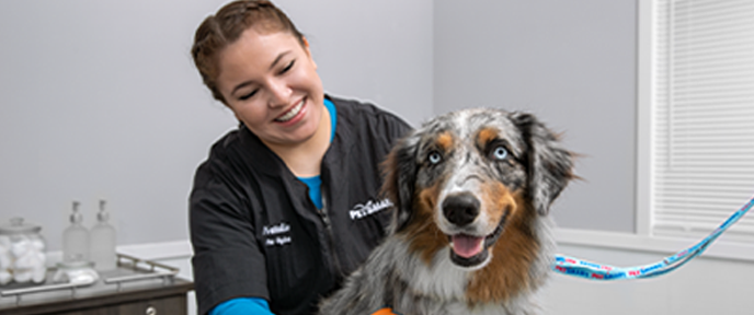 Dog Grooming Cat Grooming Services PetSmart