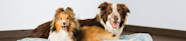 Pet Boarding Preparation At PetsHotel PetSmart