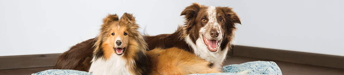 Pet Boarding Requirements At Petshotel Petsmart