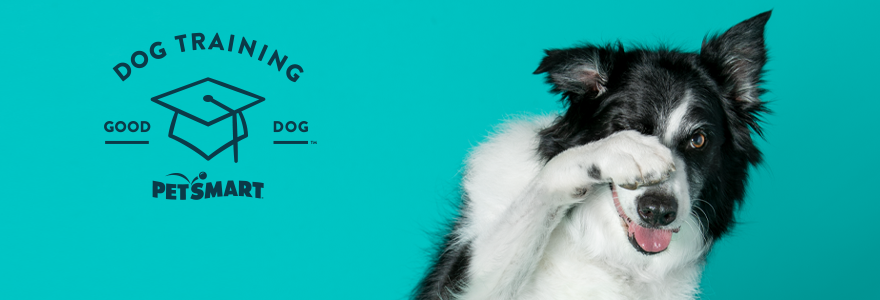 Dog Training Paw Over Face With Teal Background