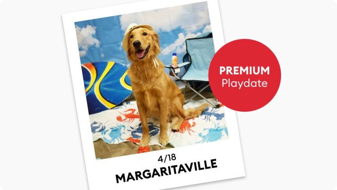 Petsmart doggie day clearance camp