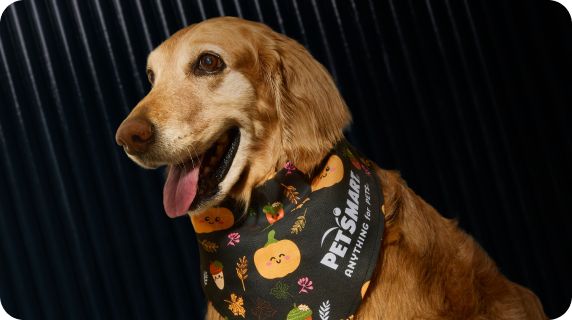 How Much is Dog Grooming at Petsmart: Affordable Prices Revealed