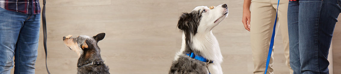 petsmart dog classes