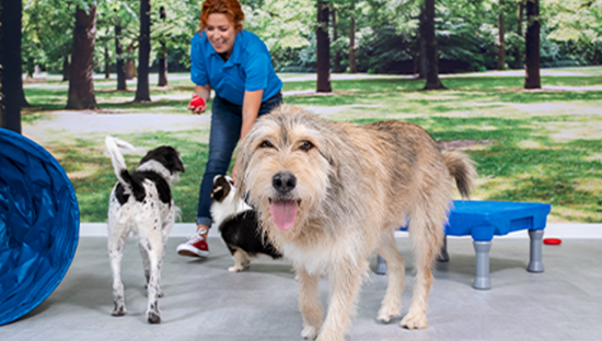 Petsmart national dog store day