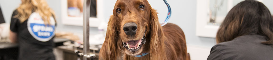 dog lotion for dry skin petsmart