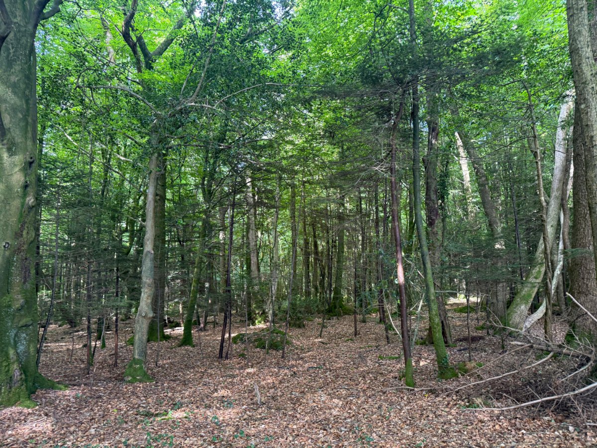 41.03  Land, Woodland At Chyverton, Chyverton, TR4 - Sold STC, Image 8