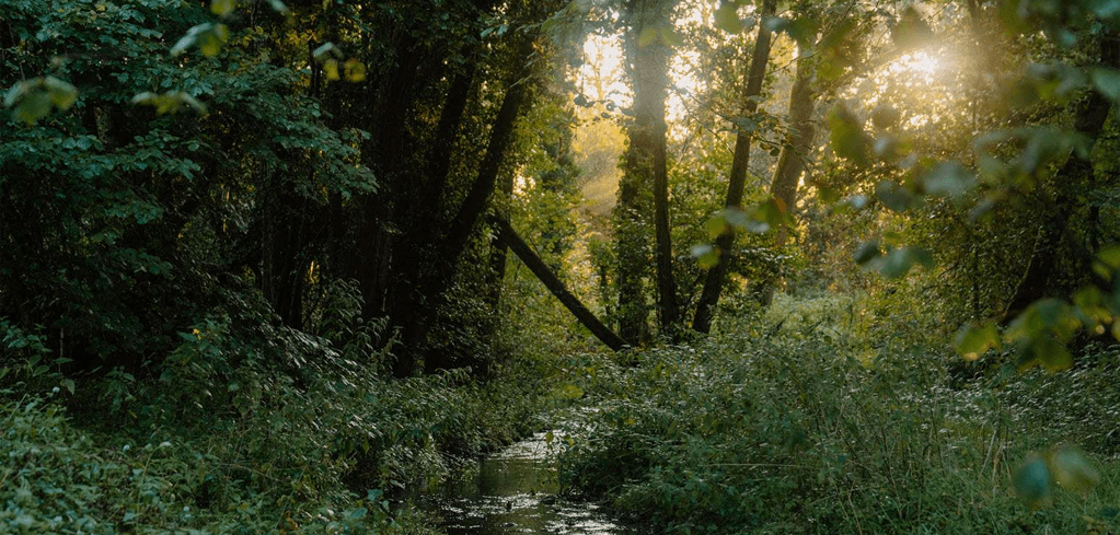 Sunlight filters through dense forest trees, illuminating a small stream winding through lush green undergrowth.