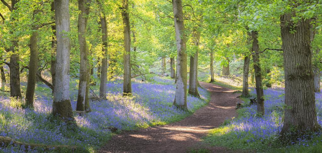Sunlit forest path winding through tall trees and a carpet of purple bluebells in spring woodland.
