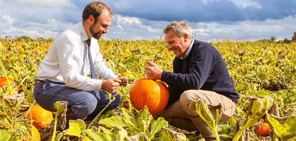 Two men examining pumpkins in a sunny field, one wearing a white shirt and the other in a navy sweater.