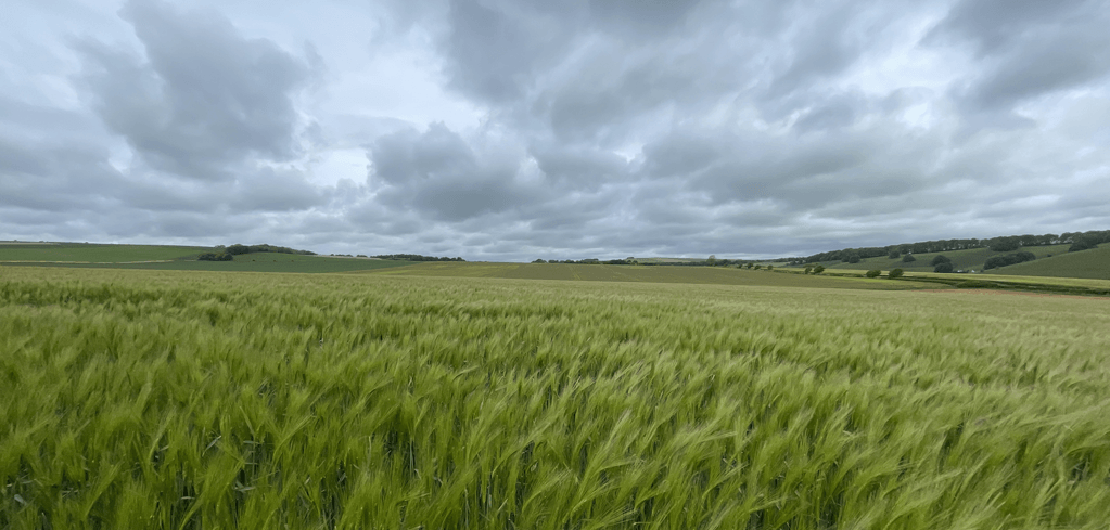 A vast green wheat field stretches across rolling countryside under a cloudy, overcast gray sky.
