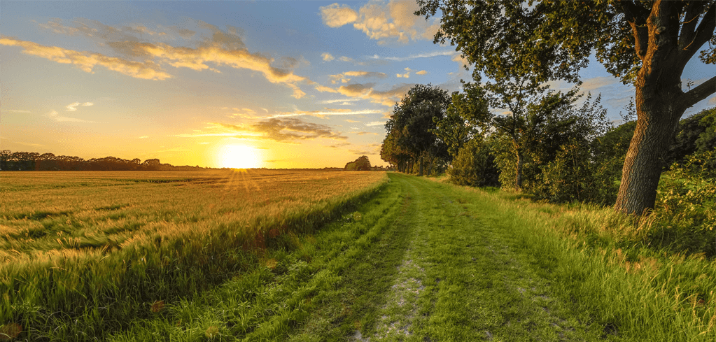 Golden sunset over wheat field with green path alongside trees, blue sky with scattered clouds illuminated by warm light.