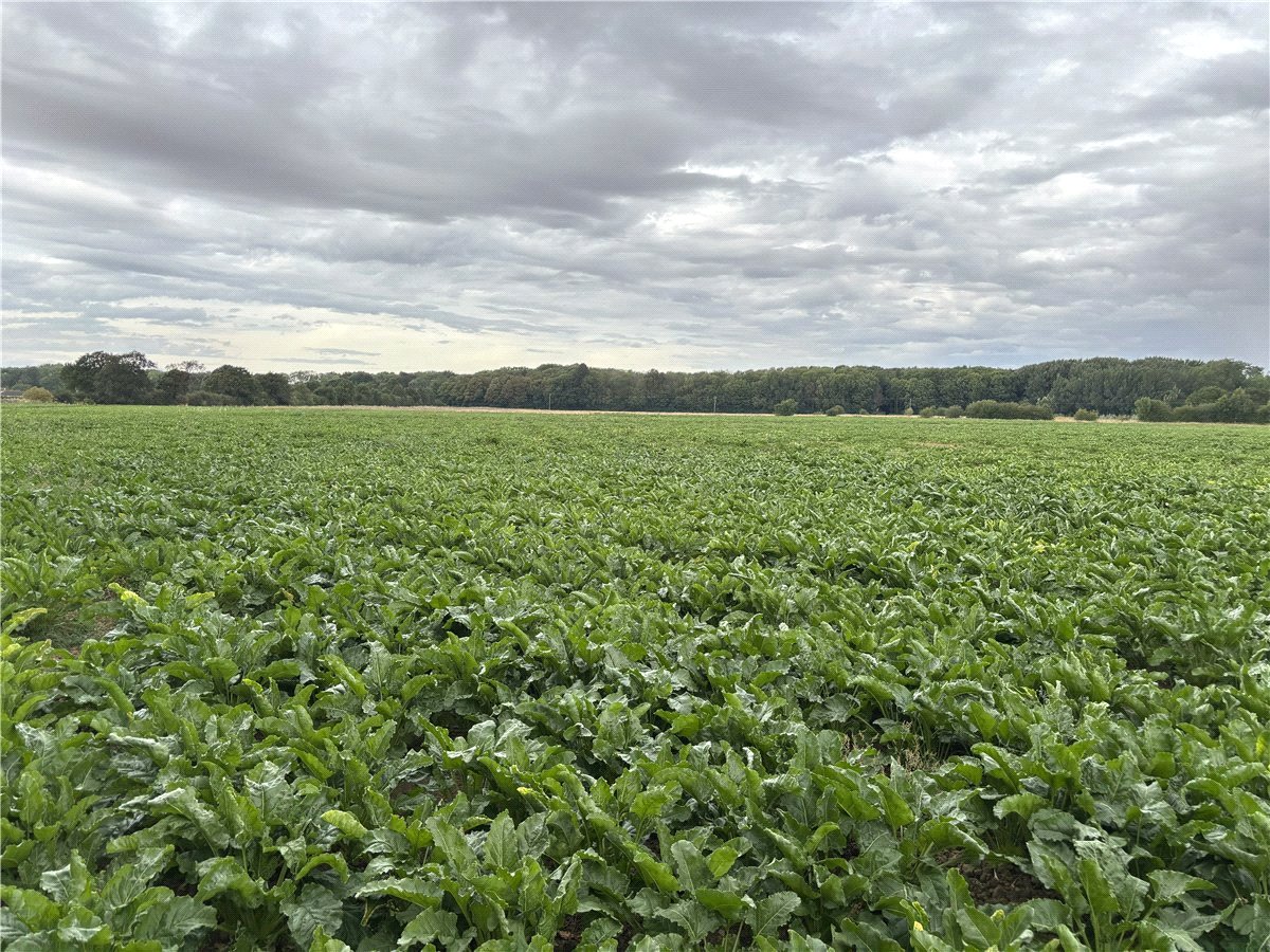   Land, Lot 3 - Land At Owston, Doncaster, DN5 - Available