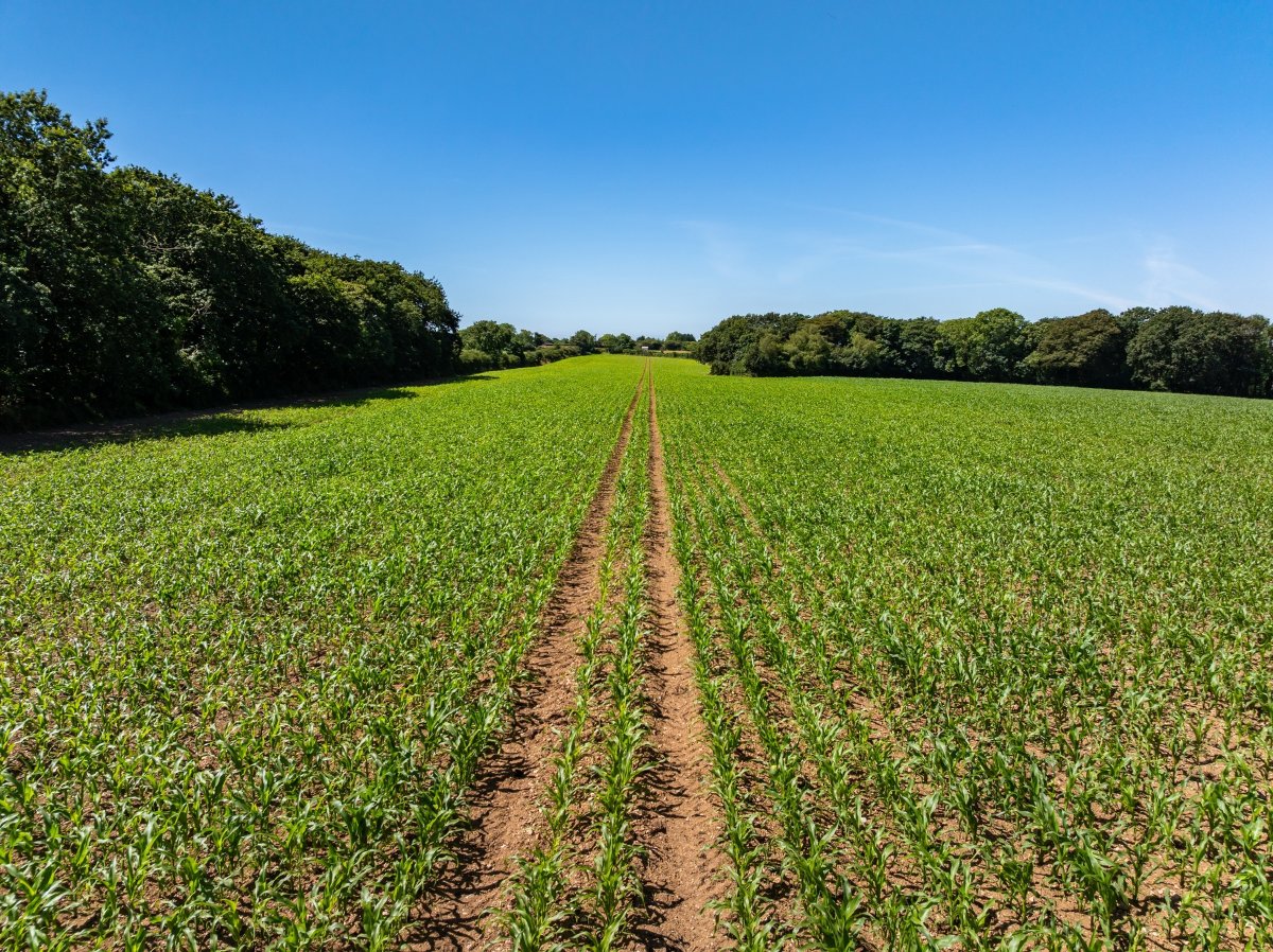 240  Land, Praze, Camborne, TR14 - Sold, Image 4