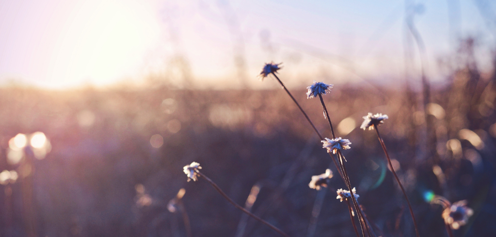 Delicate white wildflowers with thin stems against a blurred sunset background creating a dreamy, golden atmosphere.