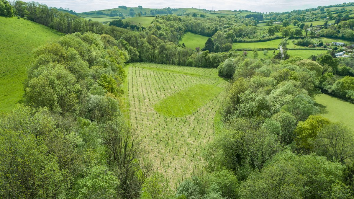 11.05  Land, Hurstone Plantation, Waterrow, TA4 - Sold