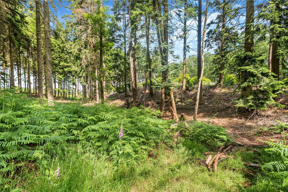 77.2  Land, Broad Lane, Upper Bucklebury, RG7 - Available, Image 8