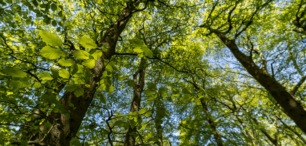 Looking up through tall trees with vibrant green leaves, sunlight filtering through the forest canopy against blue sky.