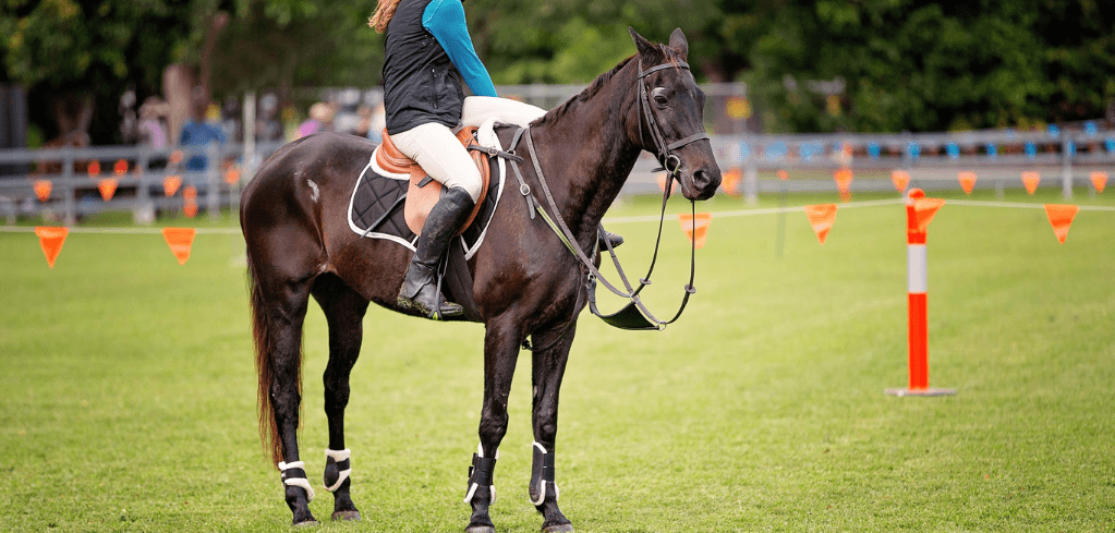 A rider in a teal top and white breeches sits on a dark brown horse at an equestrian event with orange marker flags.
