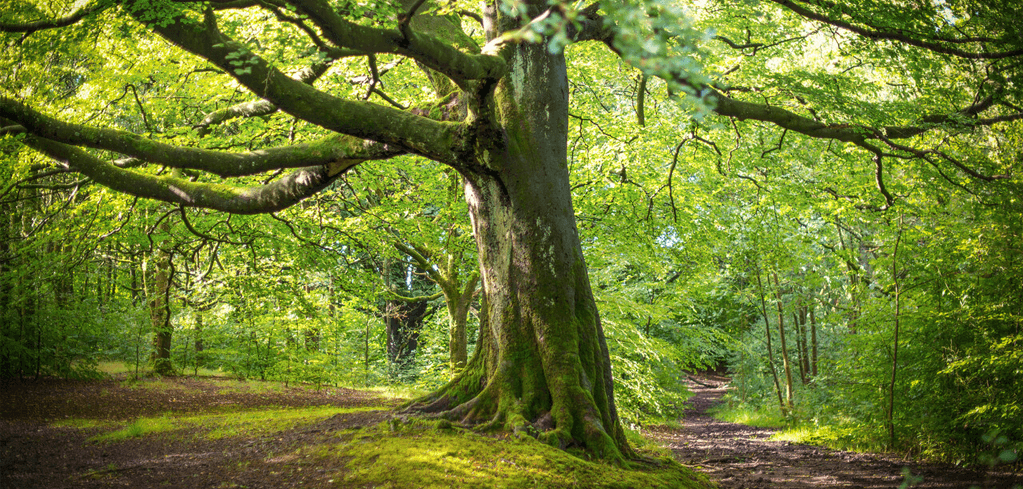 Ancient moss-covered tree with sprawling branches in a lush green forest with sunlit walking paths on either side.