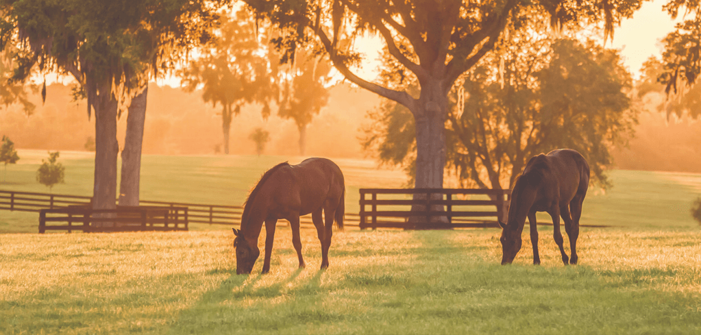 Two horses grazing in a golden-lit pasture at sunset, with oak trees and wooden fences in the background.