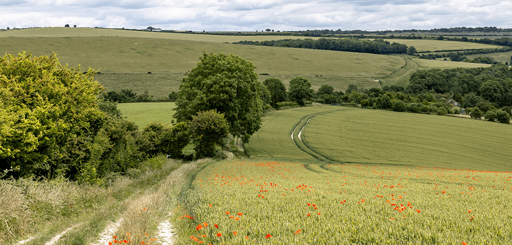 Rolling green countryside with wheat fields dotted with bright red poppies, trees, and a winding path under cloudy skies.