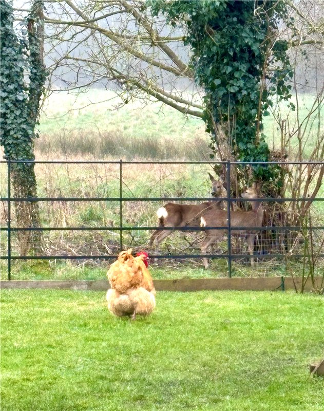 5 bedroom House, Church Lane, Horton-cum-Studley, OX33 - Available, Image 1