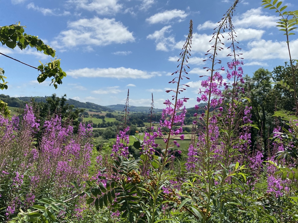 0 to 2.3 acres, Llangyniew, Welshpool, SY21 - Available, Image 1