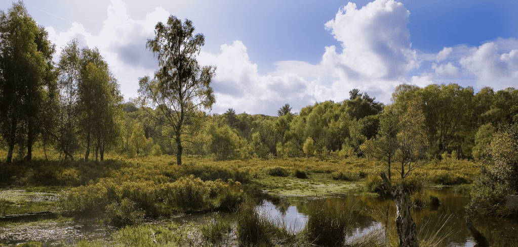 Serene wetland landscape with tall trees, green vegetation, and a small pond reflecting blue sky with white clouds.