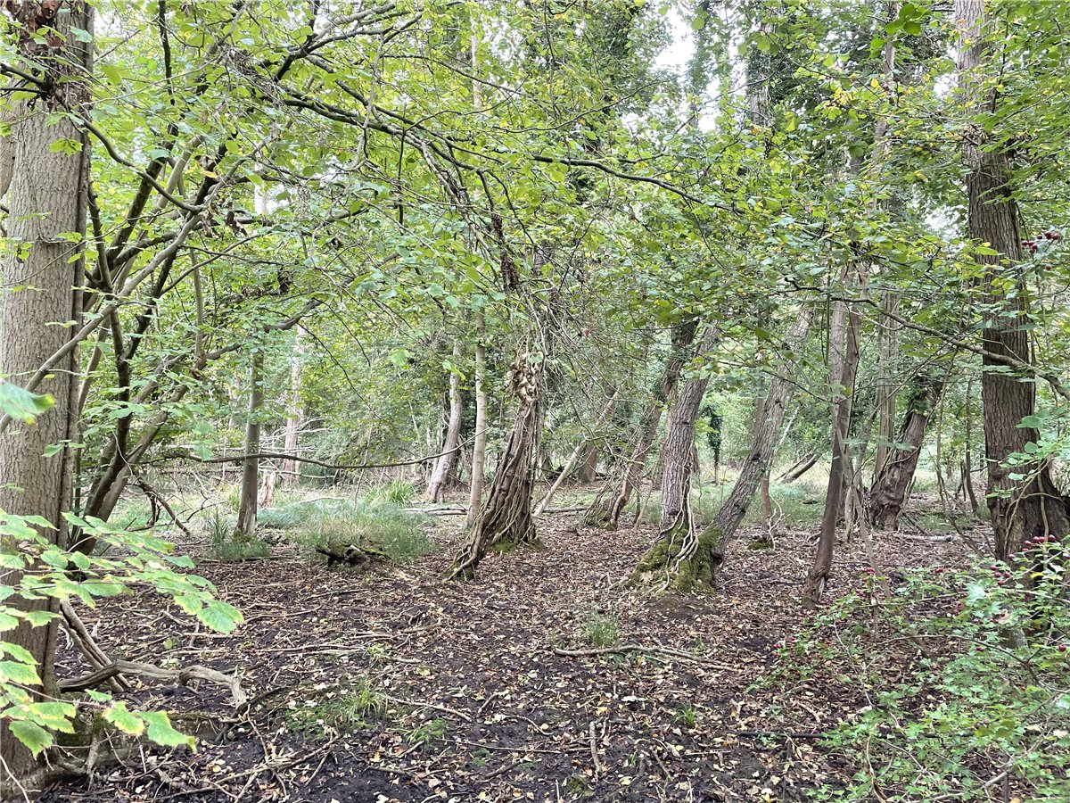 3.84  Land, Whittlesford, South Cambridgeshire, CB22 - Available