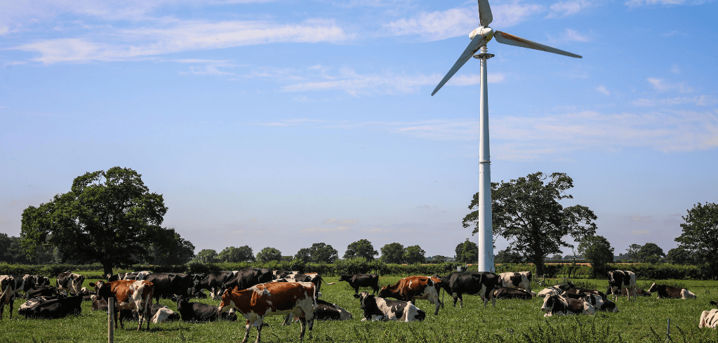 Wind turbine standing tall in a green field with dairy cows grazing beneath it under a clear blue sky.