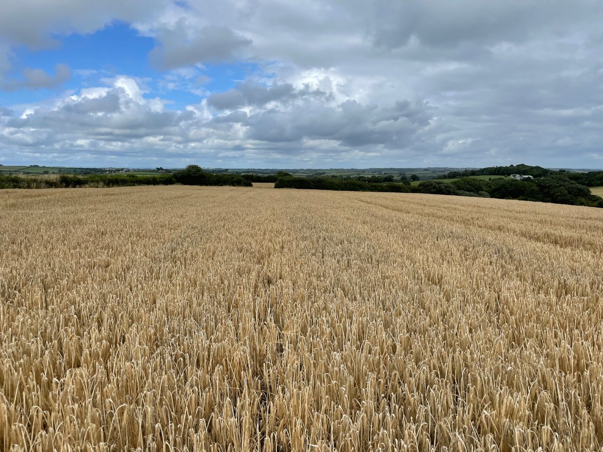 20.79  Land, Thornbury, Holsworthy, EX22 - Sold