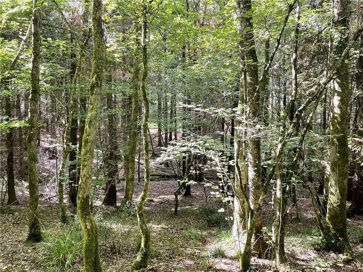 25.49  Land, Blake's Copse and Whitford Copse, Corfe, TA3 - Sold STC, Image 2