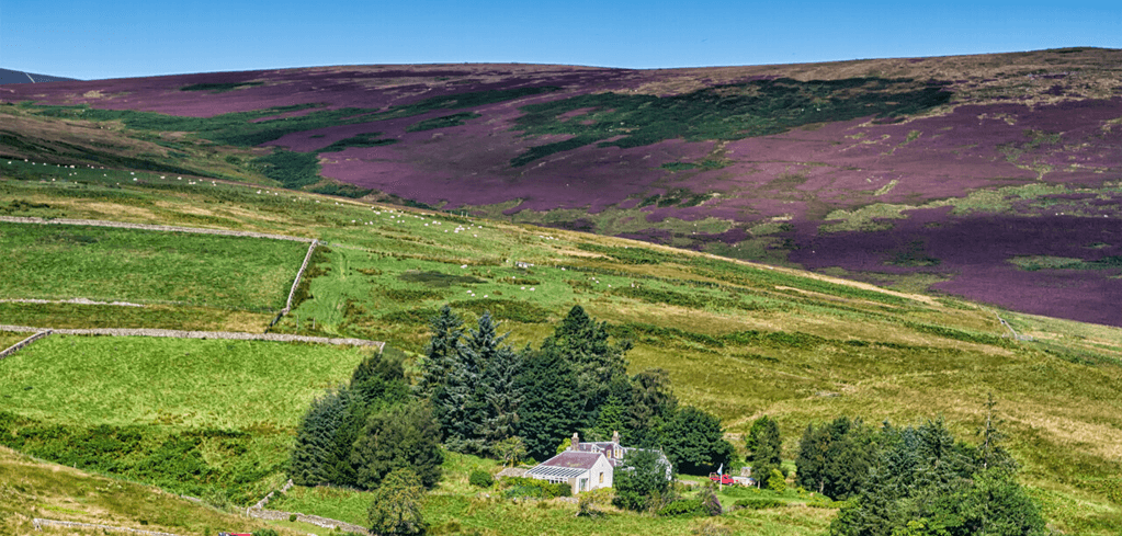 Rolling hills with purple heather moorland above green farmland fields, small white cottage nestled among evergreen trees.