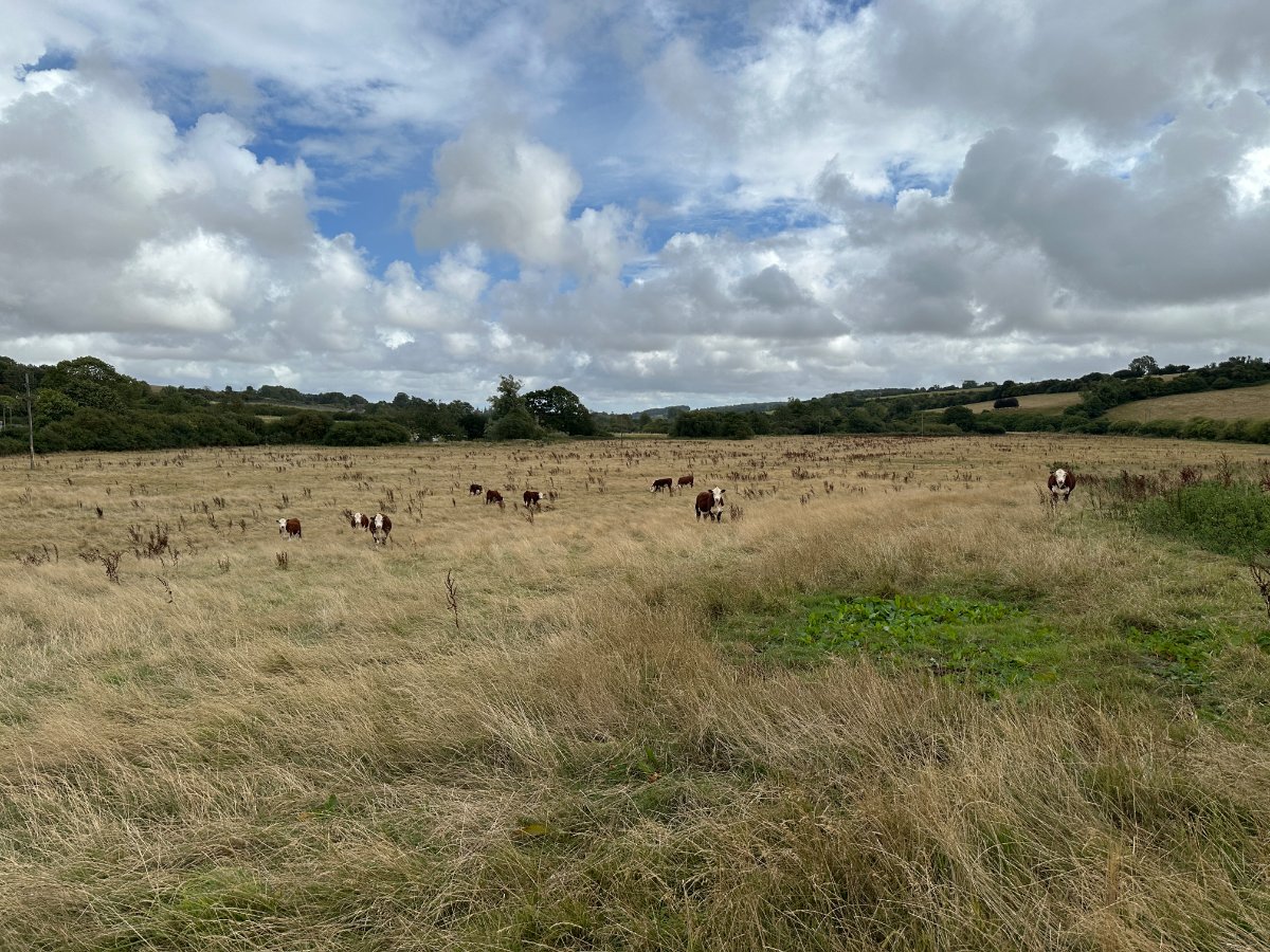 13.02  Land, Lot 5: Cruxton Manor Farm, Cruxton, DT2 - Available, Image 4