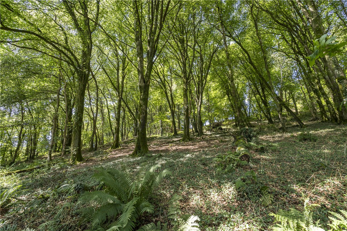 15.97 Sq M Land, Horningtops, Liskeard, PL14 - Available, Image 13