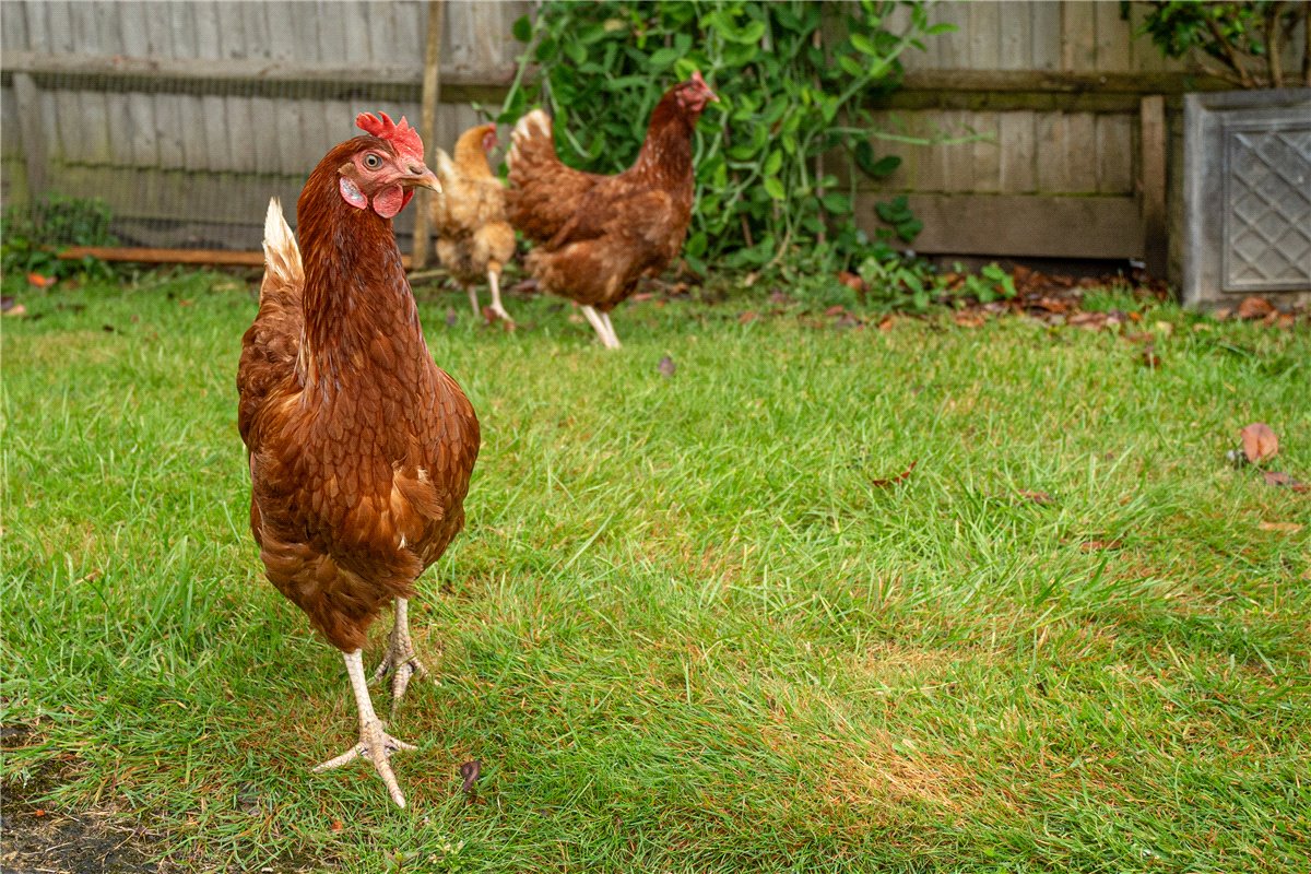 4 bedroom House, North Houghton, Stockbridge, SO20 - Sold, Image 2