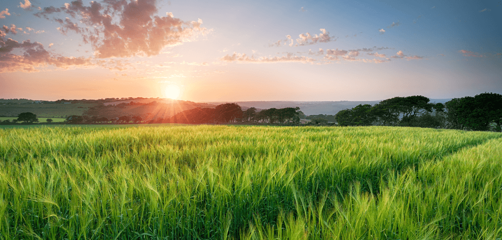 A lush green wheat field at sunset with warm golden rays, scattered trees on the horizon, and a partly cloudy blue sky.
