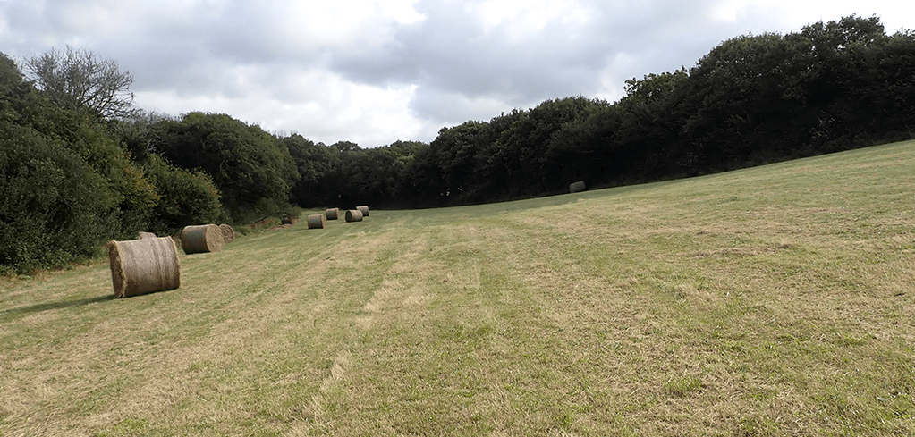 A green field with several round hay bales scattered across it, bordered by dense trees under a cloudy sky.