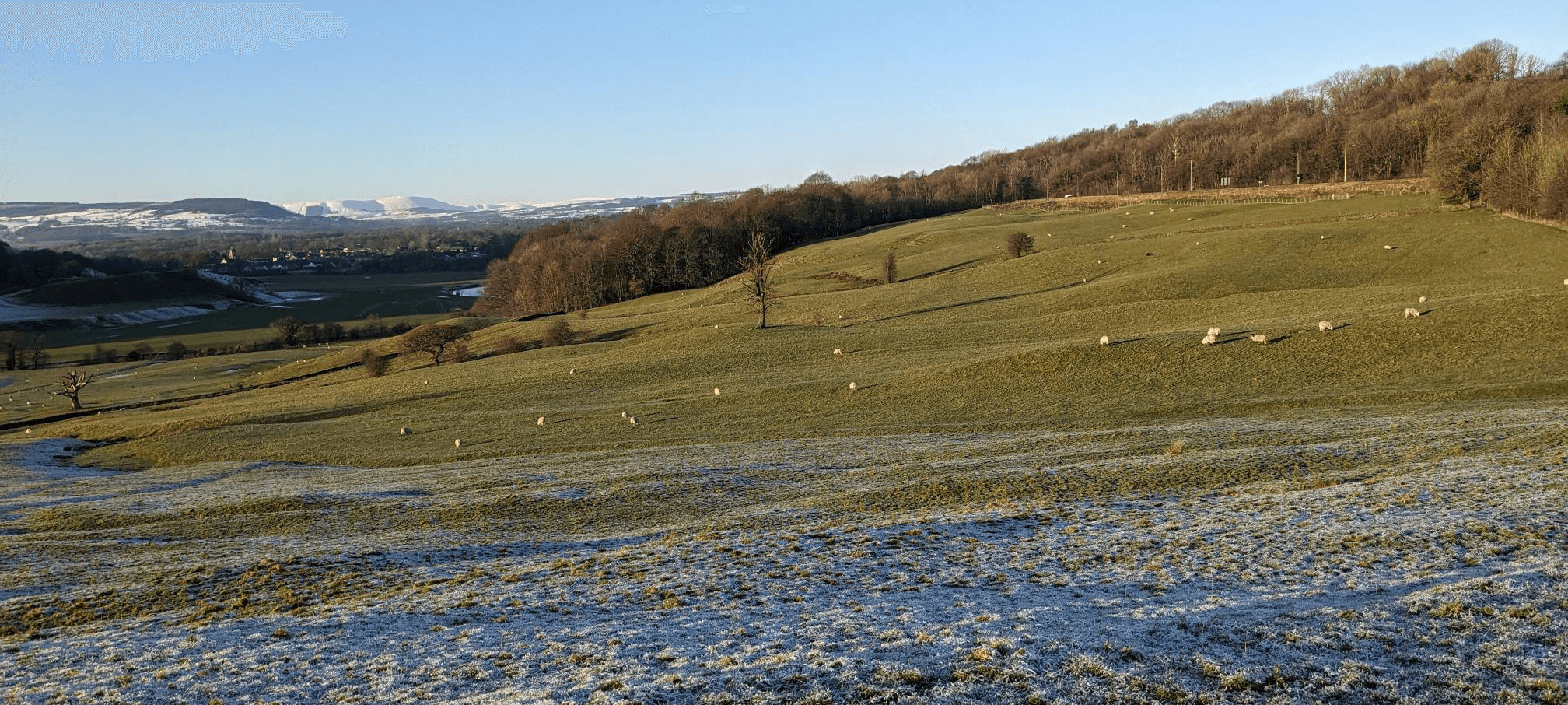 Rolling countryside with frost-covered fields, scattered sheep grazing on green hills, and snow-capped mountains in distance.